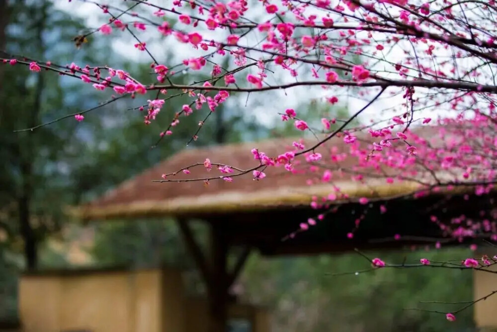 梅花香自苦寒来