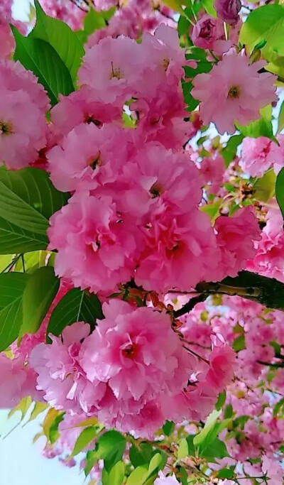 落叶方知秋意浓