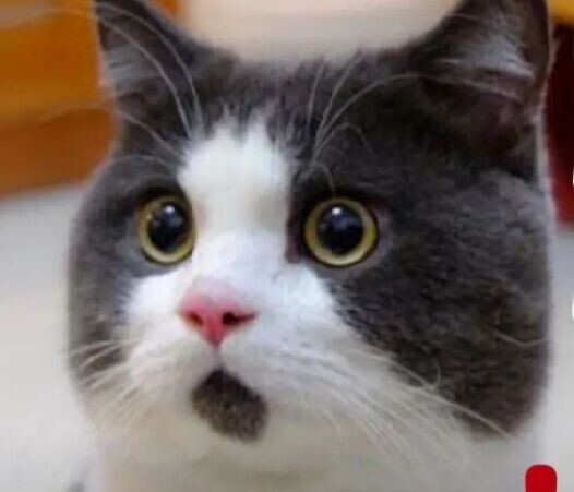 小猫猫
天呐简直神作