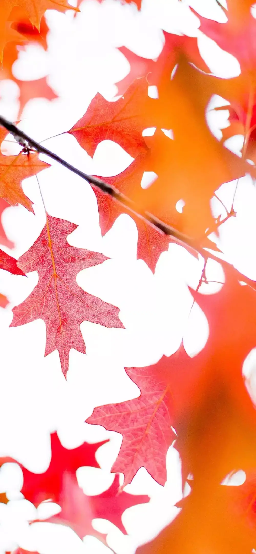 全面屏高清壁纸