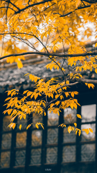 人间忽晚，山河已秋。
就像是候鸟南飞，万河归海，我希望你是为我而来。
©️新向芽RAY