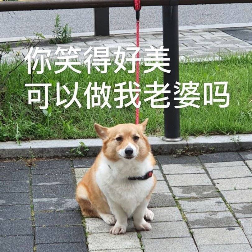 边伯贤表情包