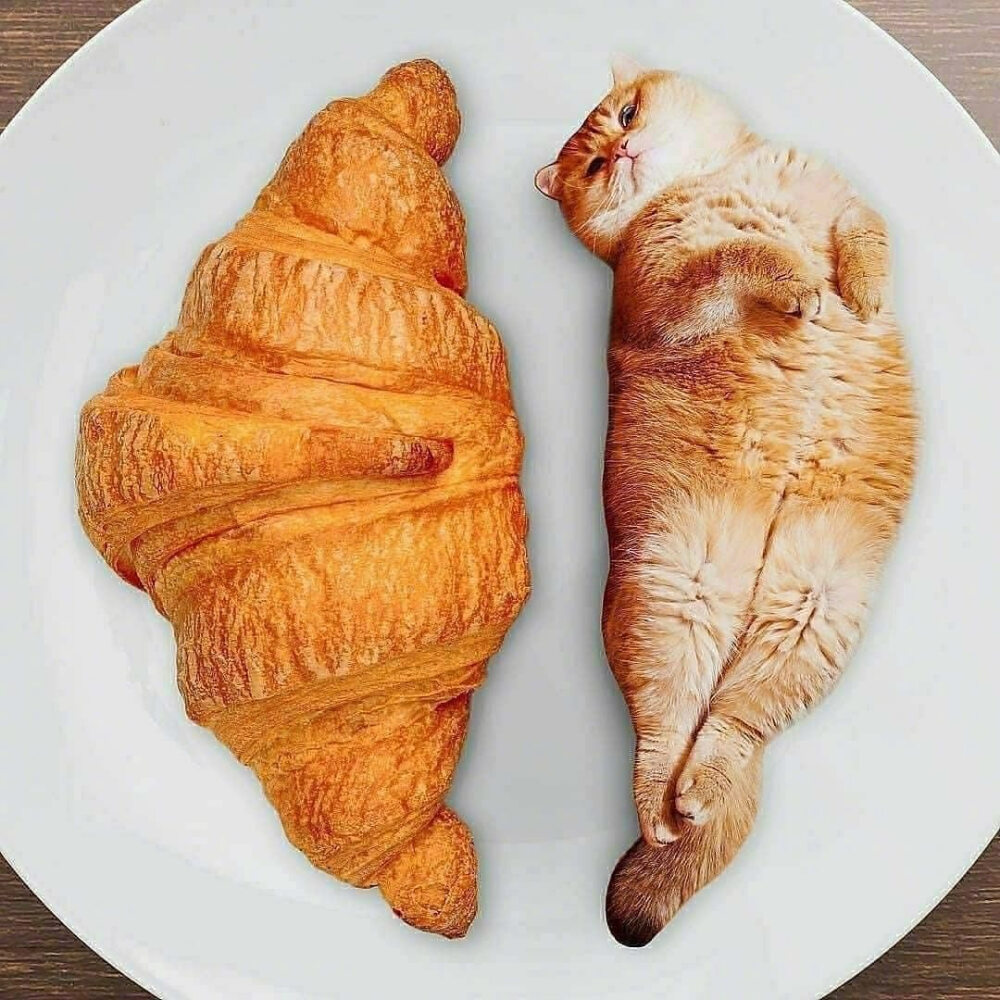 Cats in Food