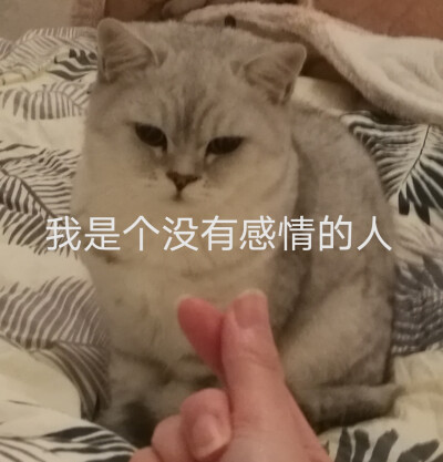 自家猫哈哈好油腻