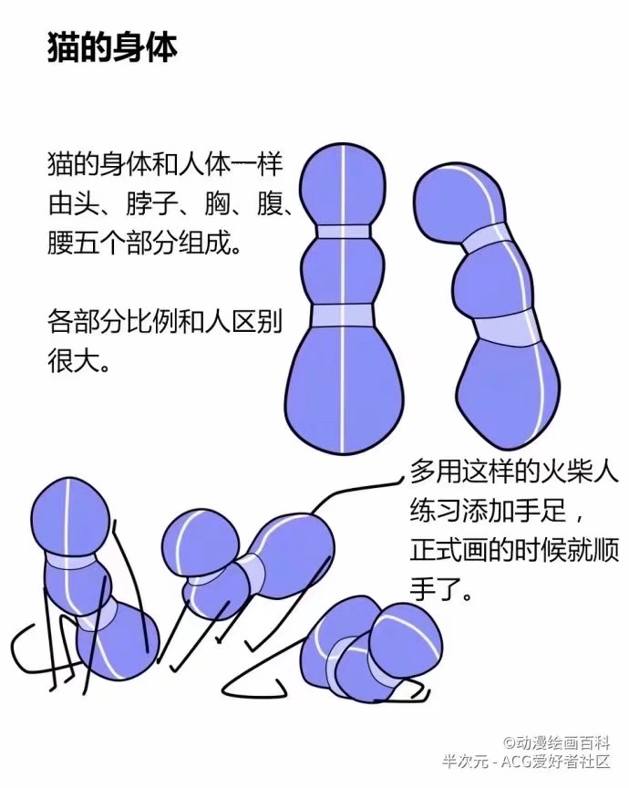 猫咪的动作结构，最近正好要画猫猫的转需！… - 堆糖，美图壁纸兴趣社区