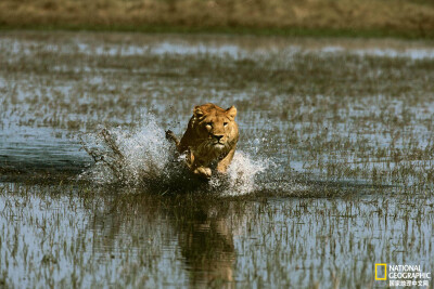 掠食
博茨瓦纳，奥卡万戈三角洲，母狮涉水冲向猎物。摄影：BEVERLY JOUBERT