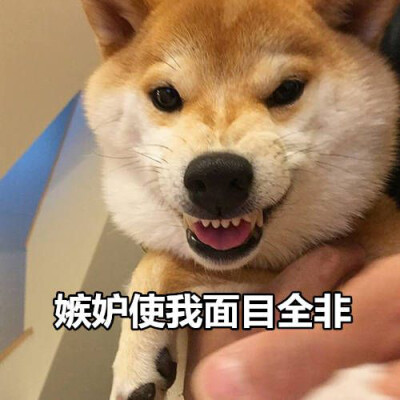 表情包