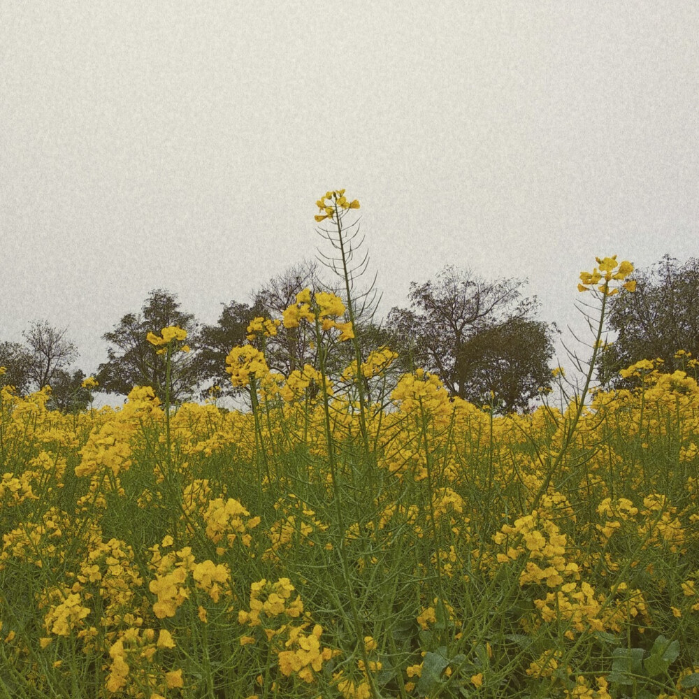 南京愚园石臼湖高淳慢城油菜花