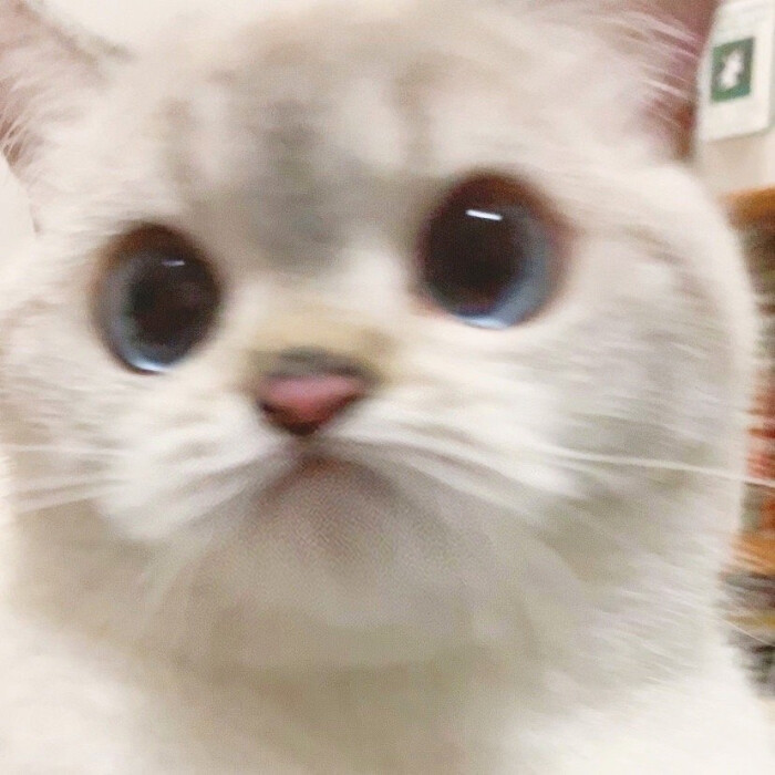 情侣头像 猫咪