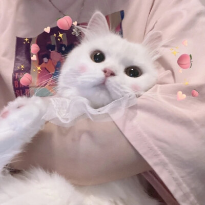 今日份可可爱爱~