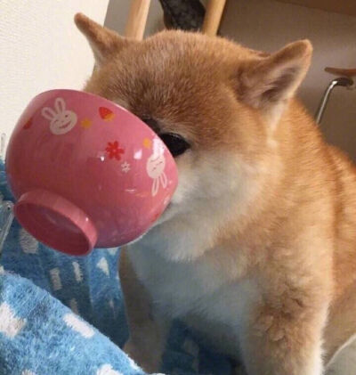 今日份可可爱爱~