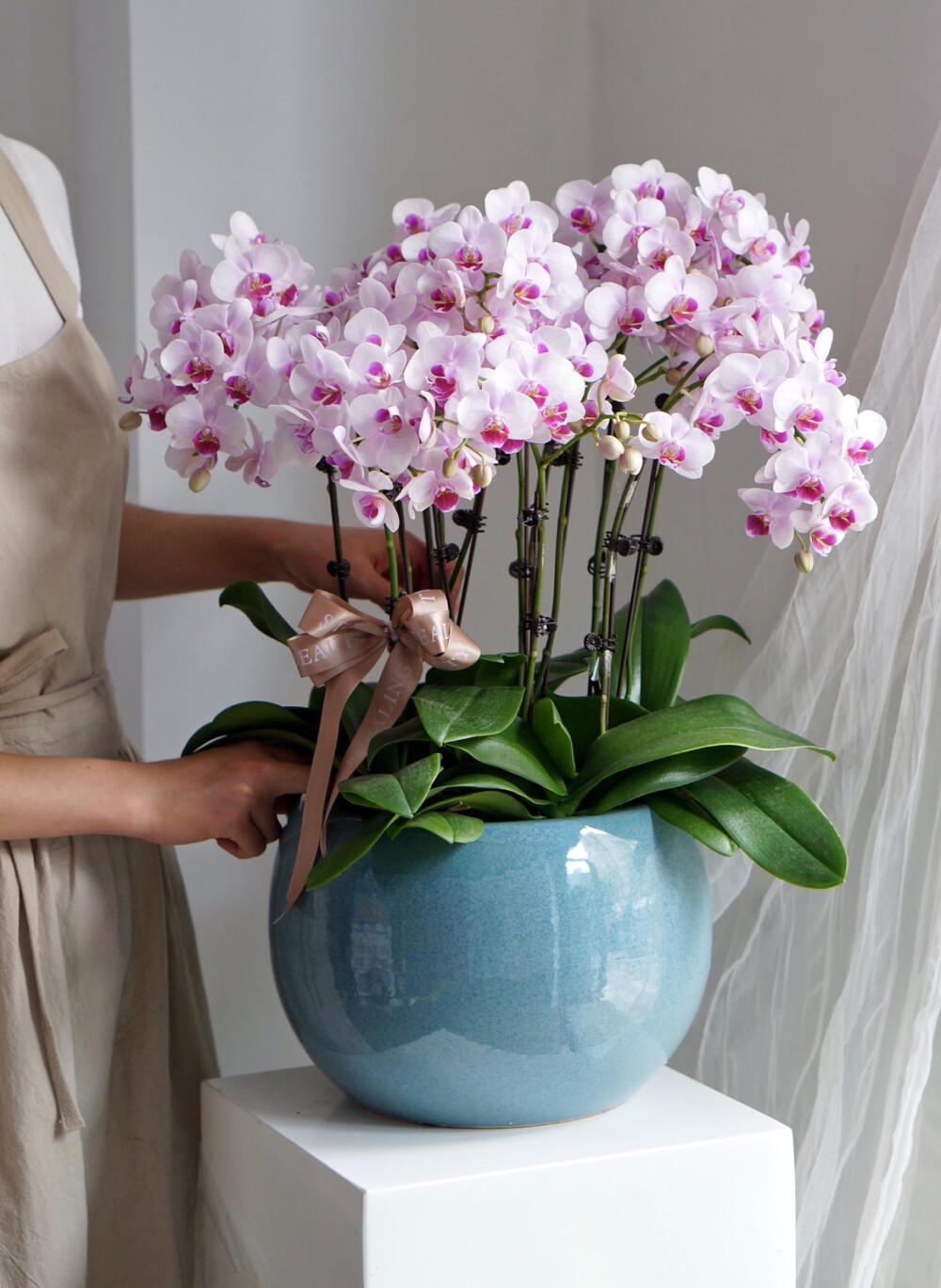 蝴蝶兰和马蹄莲