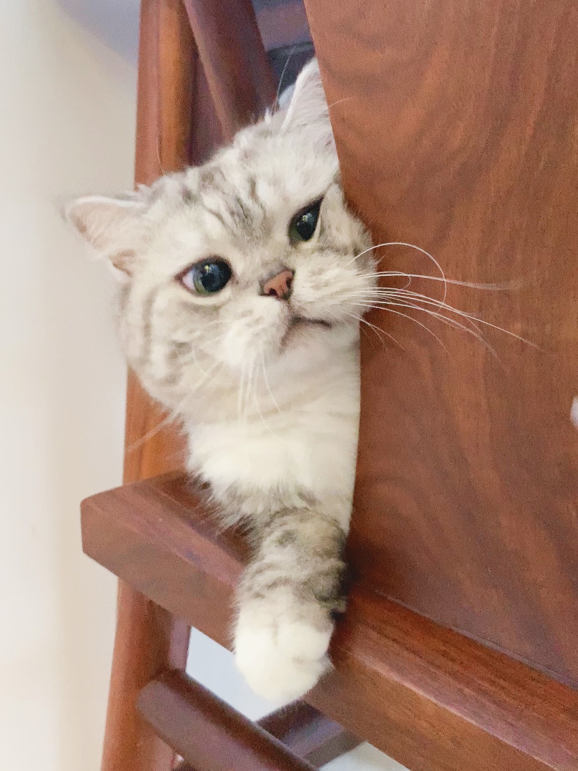 可爱猫咪头像