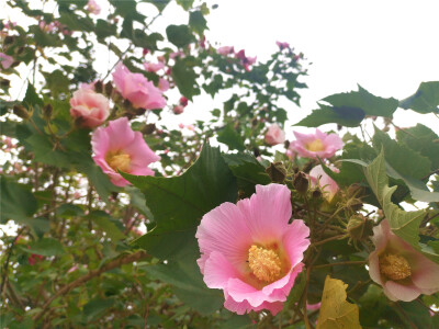 吉安视觉：古后河绿廊处的木芙蓉花开正艳