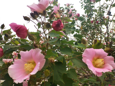 吉安视觉：古后河绿廊处的木芙蓉花开正艳