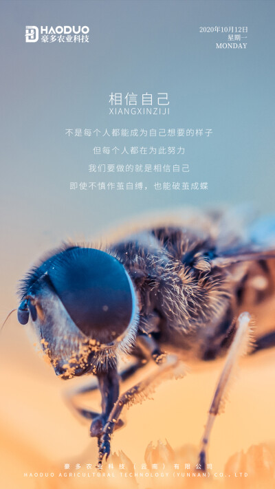 《相信自己》
不是每个人都能成为自己想要的样子
但每个人都在为此努力
我们要做的就是相信自己
即使不慎作茧自缚，也能破茧成蝶 ​
豪多农业，美味与健康共存！