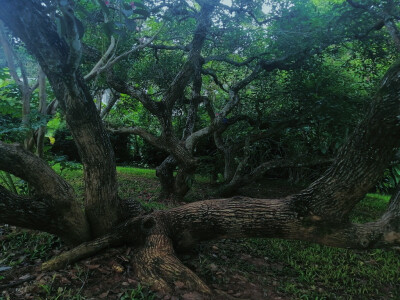 云南，西双版纳，植物园。