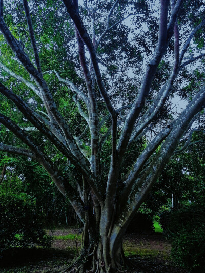 云南，西双版纳，植物园。