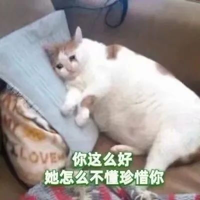 流泪猫猫头