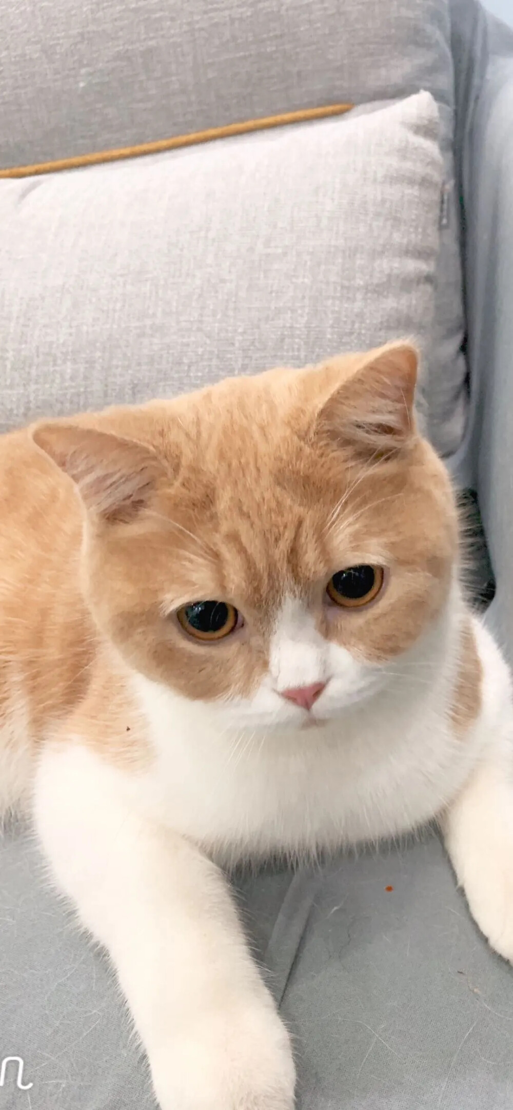 猫猫壁纸