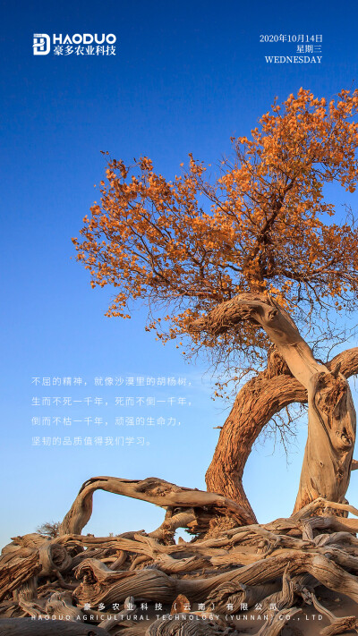 还未努力， 谈何放弃！加油＾０＾~
豪多农业，美味与健康共存！