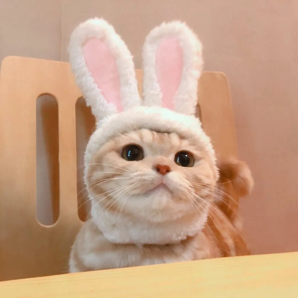 分享我超喜欢的猫咪情头系列