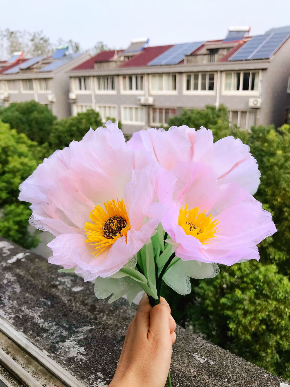 今天的这款小花真是不知道该叫什么才好，既像虞美人，又像芙蓉花，所以直到现在我也不知道该怎么称呼它，总之，它让星期二都温柔起来啦[求抱抱]