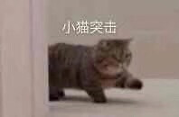 表情包 流泪猫猫头