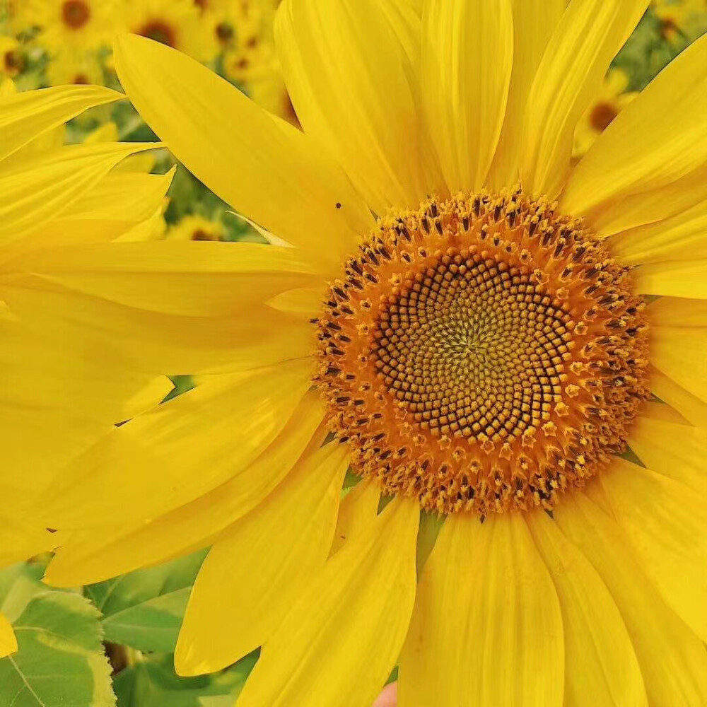 治愈系壁纸向日葵