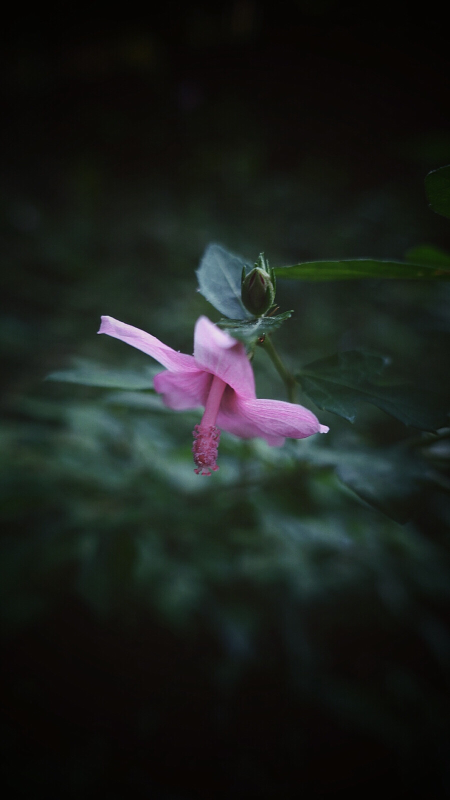 【 山 野 杂 记 • 梵 天 花 】梵天花，锦葵科梵天花属，查不到名字由来，不知道为什么会取这般具有浓厚宗教色彩的名字。其实梵天花挺漂亮，就是花型太小（和木槿、朱槿等相比），而且花下垂且花梗极短，想要看花，还得把枝条扭过来，所以驯化成观赏植物还是有点困难。