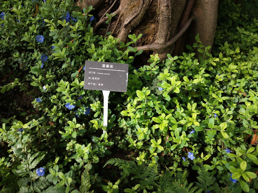 太原植物园 雨林馆(2020.10.19)