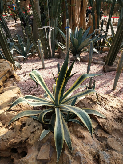 太原植物园 沙生馆 龙舌兰(2020.10.19)