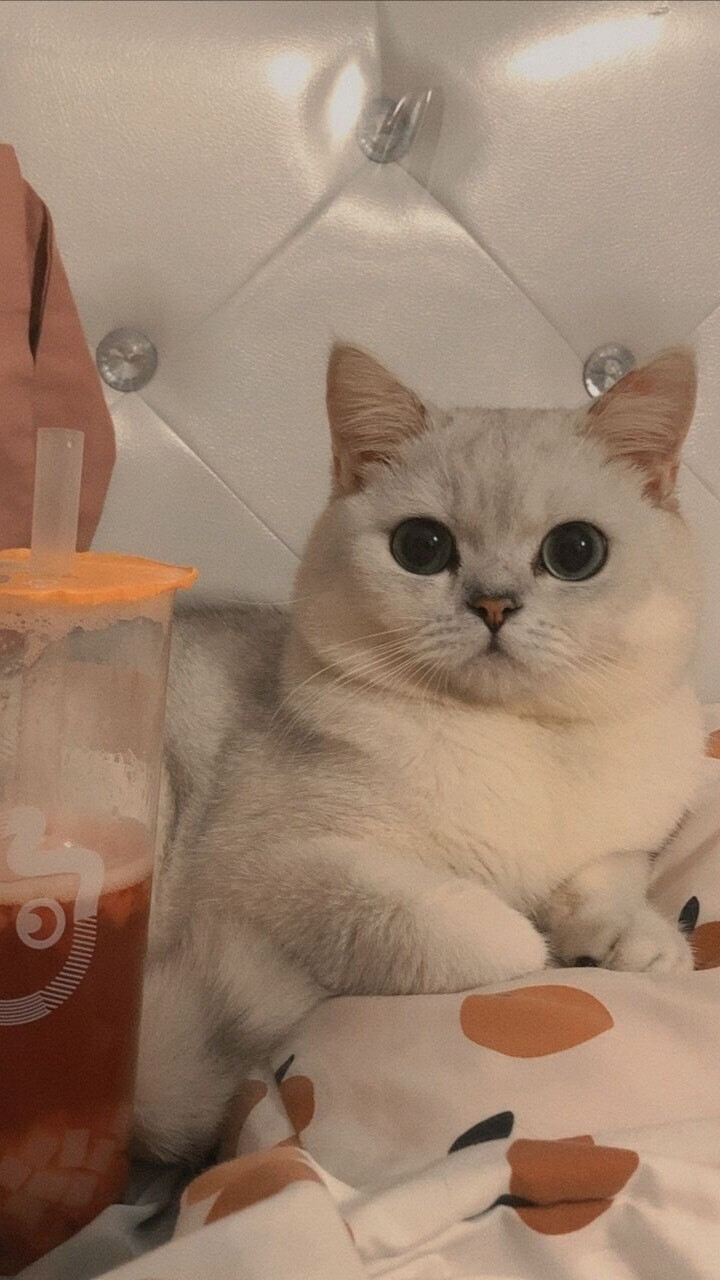 猫咪- 堆糖,美图壁纸兴趣社区