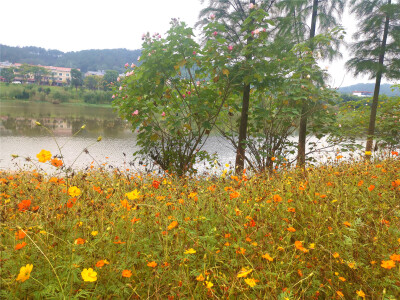 
10月20日，漫步在吉安古后河绿廊，只见大片大片的黄秋英花开灿烂，仿佛一片花海。游走在步行道上，感觉置身画中一般，给人以一种美的享受。娇艳的花朵美丽迷人，微风吹来，花朵活蹦乱跳,可爱极了。园内的花草树木、…