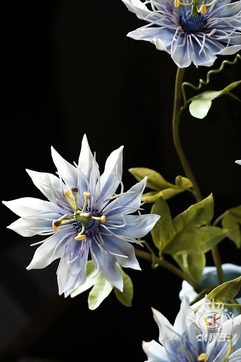 今日份糖花 | Passion Flower 西番莲
就像期待着爱情的少男少女们，总在期盼中成长，它的花语是“憧憬” 