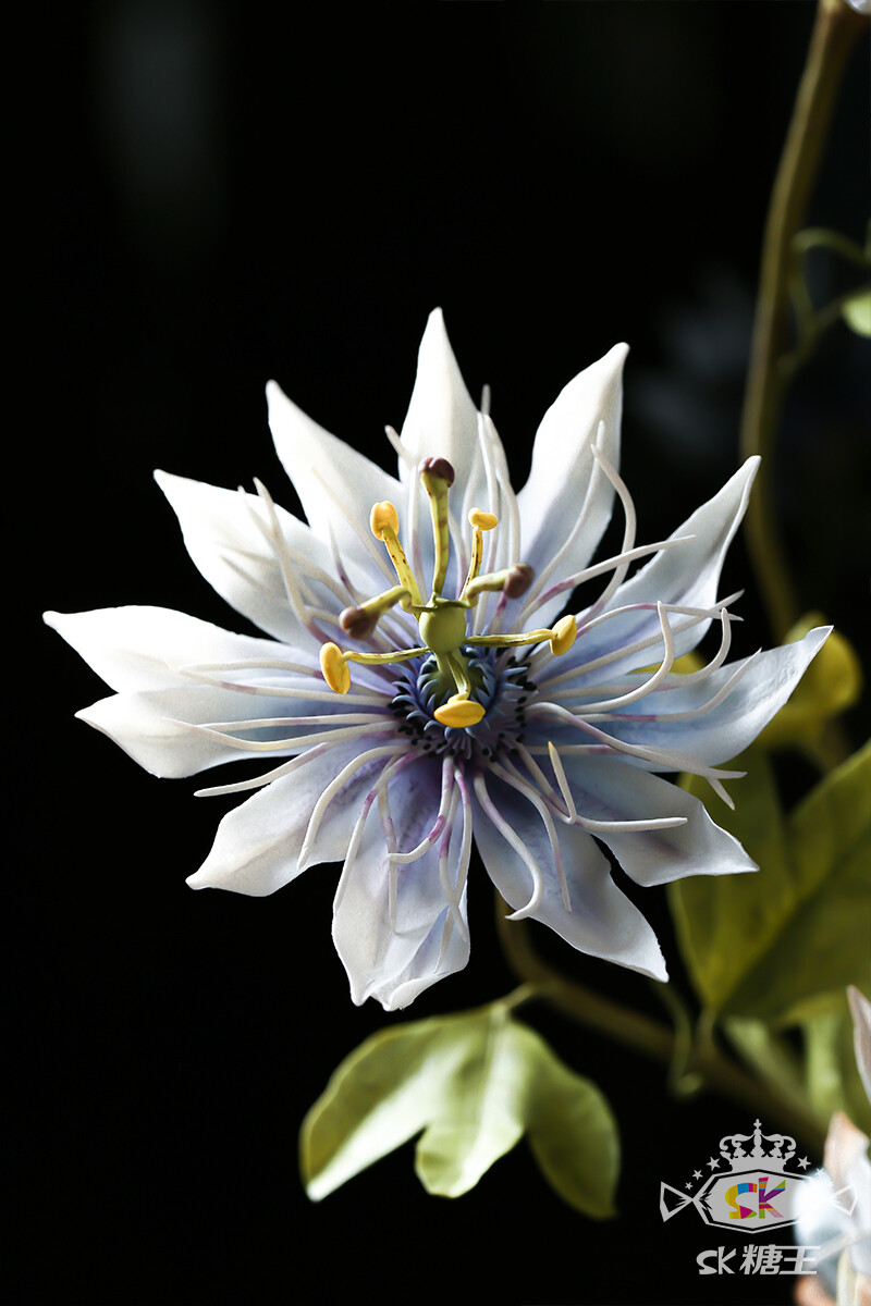 今日份糖花 | Passion Flower 西番莲
就像期待着爱情的少男少女们，总在期盼中成长，它的花语是“憧憬” 