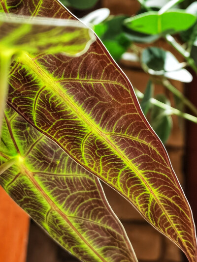 非常适合坐着发呆的一家小店