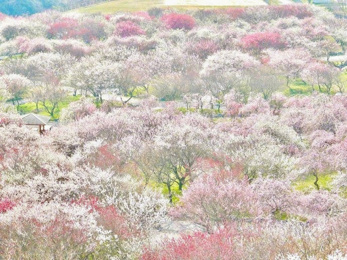 日本梅林公园