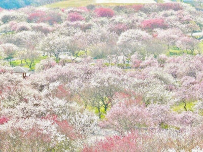 日本梅林公园