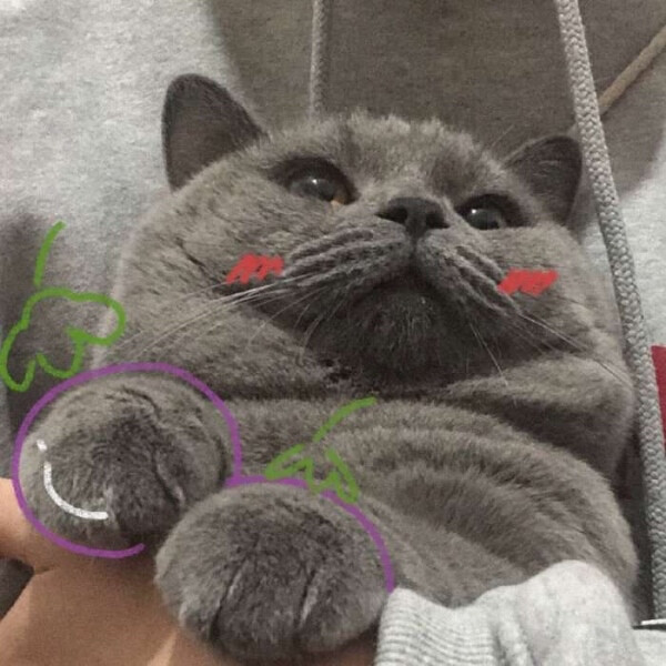 情侣头像情头猫咪头像