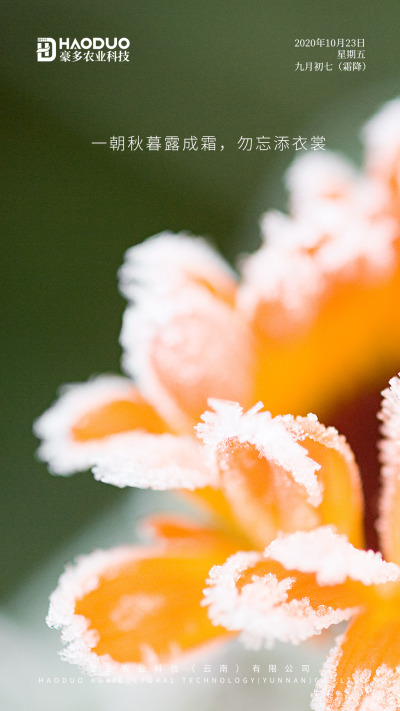 时逢秋暮露成霜，几份凝结几份阳