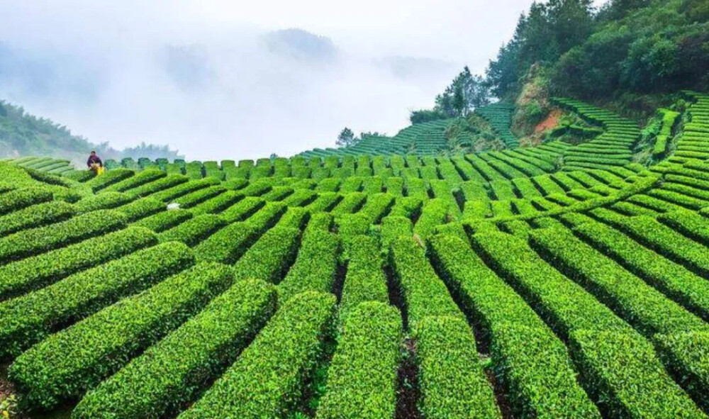 推门见山，见的还是茶山。
可想而知那样的喜悦，
是怎样一番不可名状？