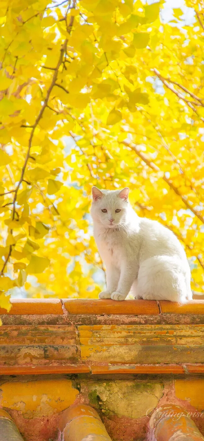 秋日和猫 阳光正好