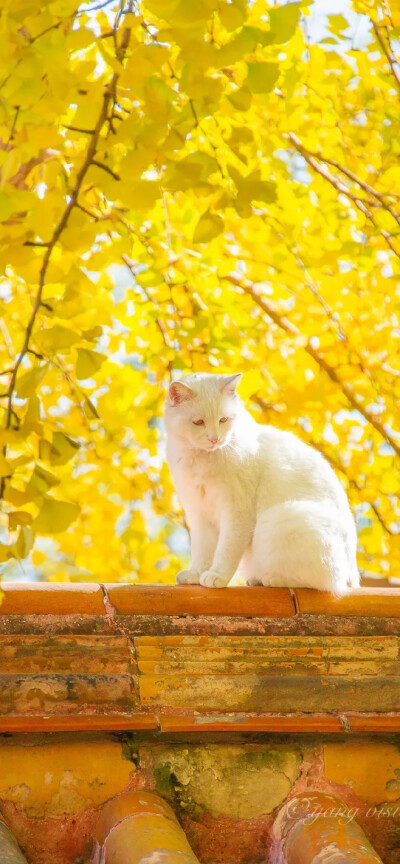 秋日和猫 阳光正好