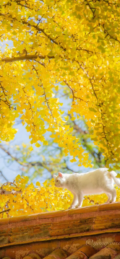 秋日和猫 阳光正好