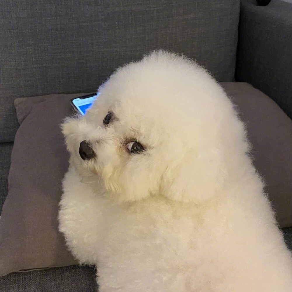 狗头像
