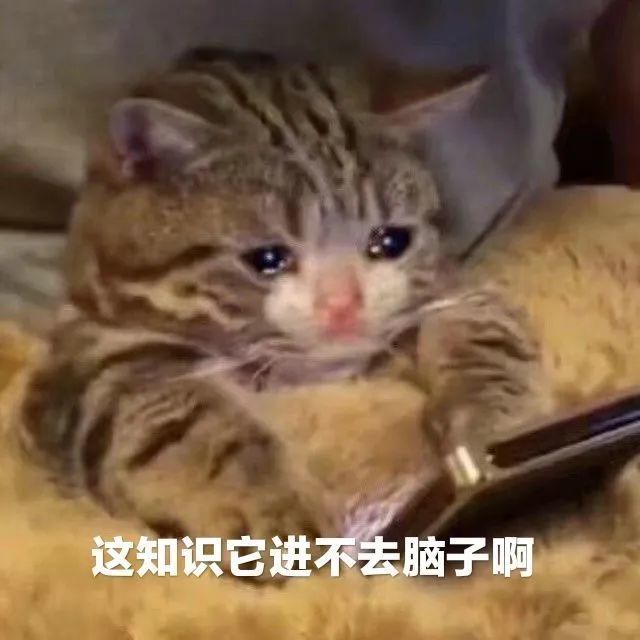 表情包
猫