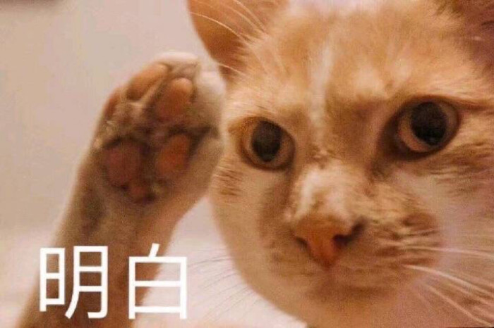 表情包
猫