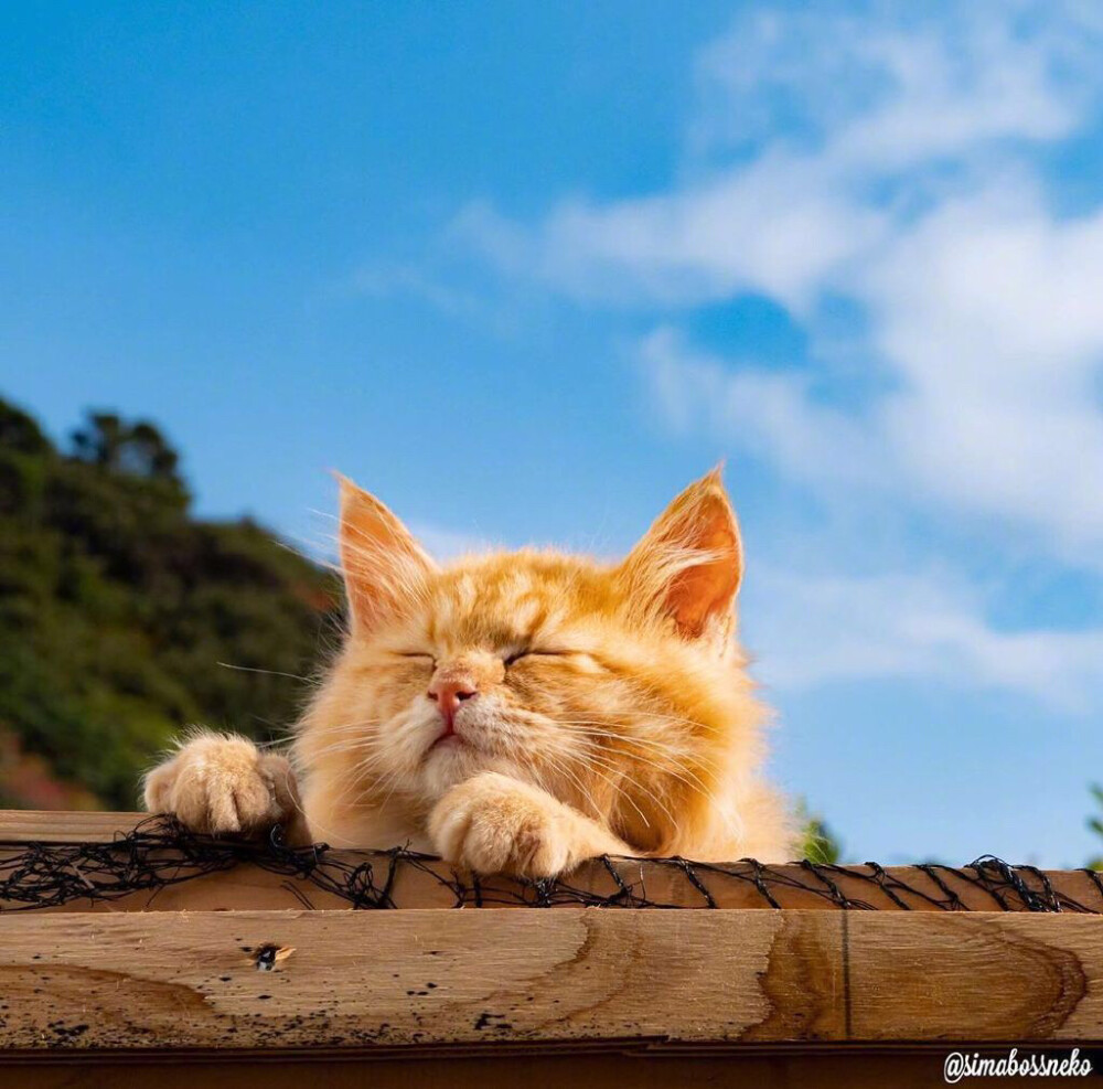 晒太阳的瞌睡猫 