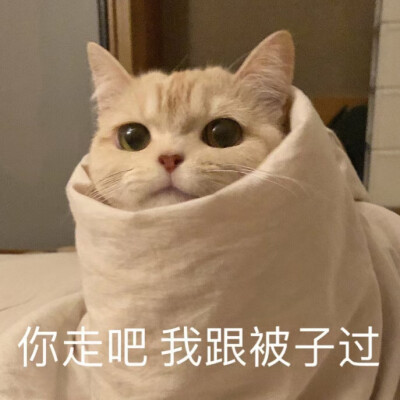 猫头像/表情包